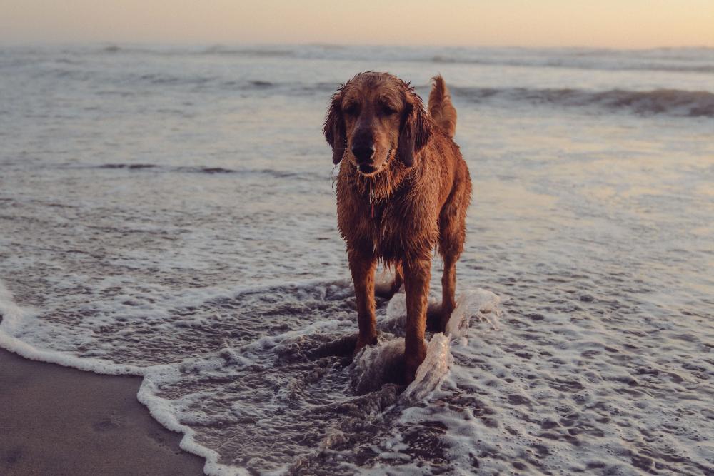 Dog Friendly Accommodation Tresaith Cardigan Bryn Berwyn