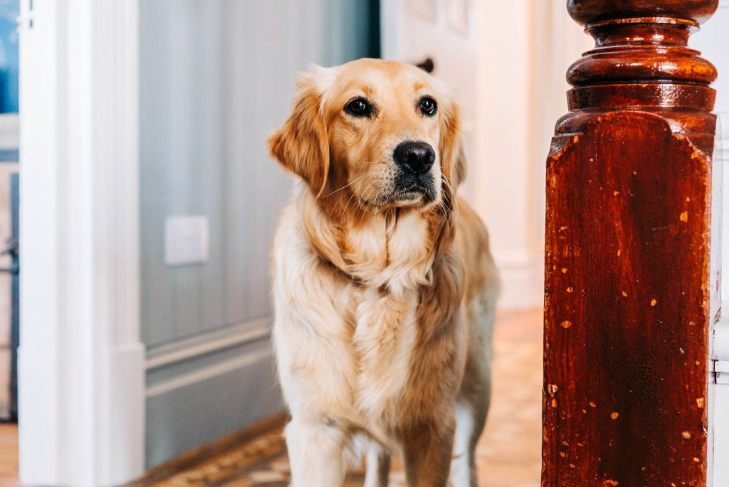 Dog-Friendly-Hotel-Tresaith-West-Wales