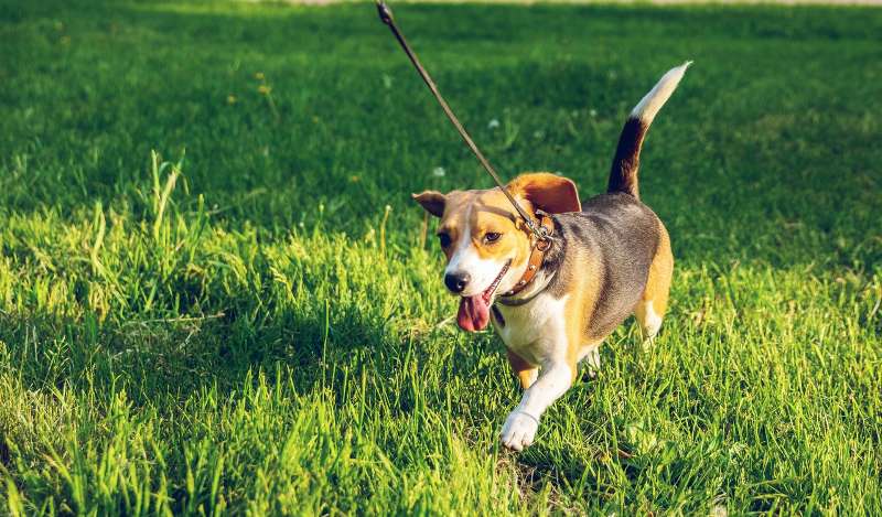 Dog Field Bryn Berwyn Tresaith Dog Friendly Hotel