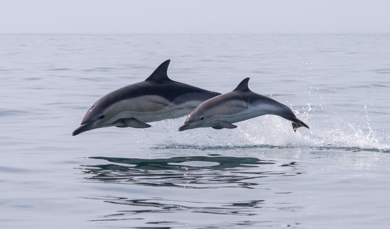 Dolphins Tresaith - Bryn Berwyn